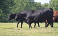 Black Angus Bull With Cows Walking In Pasture