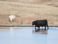 A Black Angus Bull