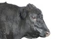 Black Angus Bull Face Isolated With Path