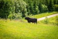 Black angus bull on hillside Royalty Free Stock Photo