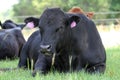 Black Angus Bull Lying In Grass With Other Cattle