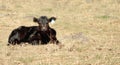 Black Angus calf