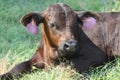 Black Angus calf lying in green spring grass