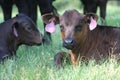 Black Angus calf lying in green spring grass Royalty Free Stock Photo