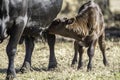 Black Angus calf nursing Royalty Free Stock Photo