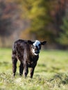 A Black Angus calf