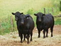 Black Angus Cattle