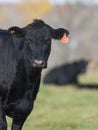 Black Angus Cattle Royalty Free Stock Photo