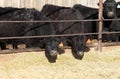 Cattle feeding in an Idaho feedlot. Royalty Free Stock Photo