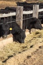 Cattle feeding in an Idaho feedlot. Royalty Free Stock Photo