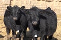 Two Black Angus cows a