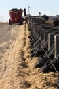 Black Angus cattle feeding at a feedlot