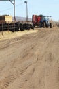 Black Angus cattle feeding at a feedlot