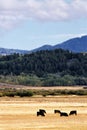 Black Angus cattle feeding on a private range. Royalty Free Stock Photo