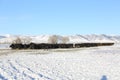 Black Angus cattle feeding on hay in a winter pasture. Royalty Free Stock Photo