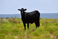 Black Angus Cattle in a field in Texas Royalty Free Stock Photo