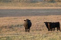 Black Angus Cattle Royalty Free Stock Photo