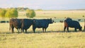 Black angus cattle grazing on a green grass pasture. Grass fed organic beef. Cow in pasture. Static view. Royalty Free Stock Photo