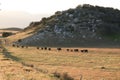 Black Angus Cattle grazing in a meadow Royalty Free Stock Photo