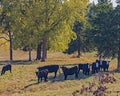 Black Angus cattle grazing under a shade tree Royalty Free Stock Photo
