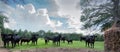 A herd of black Angus cattle in a pasture with fluffy white clouds