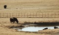 Black angus cattle herd in rural Texas field. Royalty Free Stock Photo