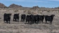 Black angus cattle looking forward on a ranch outside Marfa, Texas. Royalty Free Stock Photo