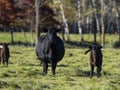 Black Angus cattle in a pasture in late autumn Royalty Free Stock Photo