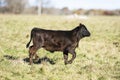 Black Angus cattle in a pasture in late autumn Royalty Free Stock Photo