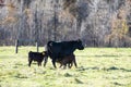 Black Angus cattle in a pasture in late autumn Royalty Free Stock Photo