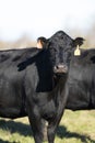 Black Angus cattle in a pasture in late autumn Royalty Free Stock Photo