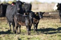 Black Angus cattle in a pasture in late autumn Royalty Free Stock Photo