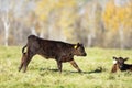 Black Angus cattle in a pasture in late autumn Royalty Free Stock Photo