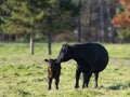 Black Angus cattle in a pasture in late autumn Royalty Free Stock Photo