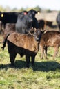 Black Angus cattle in a pasture in late autumn