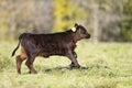 Black Angus cattle in a pasture in late autumn Royalty Free Stock Photo