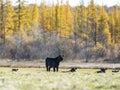 Black Angus cattle in a pasture in late autumn Royalty Free Stock Photo