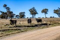 Black Angus Cattle on the side of a dirt road in Emmaville, Australia