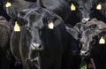 Black Angus Cattle tightly grouped