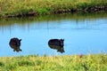 Black Angus Cool Off Royalty Free Stock Photo