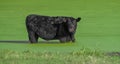 black Angus cow Bos taurus cooling off in shallow pond filled with giant duckweed Spirodela polyrhiza Royalty Free Stock Photo