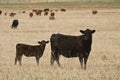 Black Angus Cow with Calf