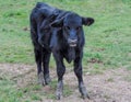 Black angus cow calf. Angus calf portrait Royalty Free Stock Photo