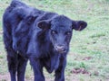 Black angus cow calf. Angus calf portrait Royalty Free Stock Photo