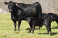 A Black Angus cow and calf Royalty Free Stock Photo