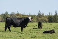 Black Angus cow and calf Royalty Free Stock Photo