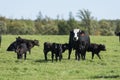 A Black Angus cow and calf Royalty Free Stock Photo