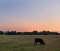 Black angus cow calf grazing in a lush green pasture at sunrise with geese flying Royalty Free Stock Photo