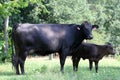 Black Angus cow and calf Royalty Free Stock Photo