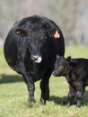 Black Angus Cow and calf